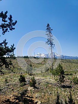 Fire damaged forest recoup