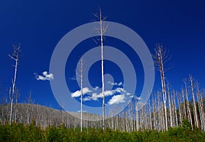 Fire Damaged Tree's In Victoria