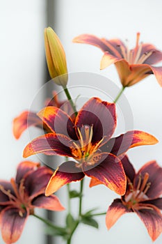 Fire daylily