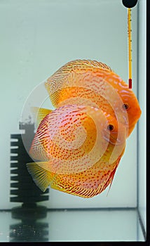 Fire discus in aquarium