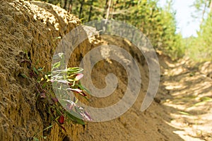 Fire ditch in the forest