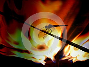 Fire Dragonfly