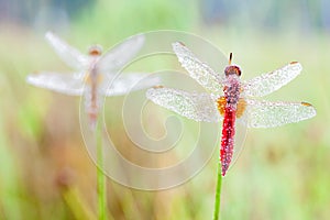An Fire dragonfly