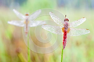 An Fire dragonfly photo