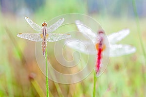 An Fire dragonfly photo