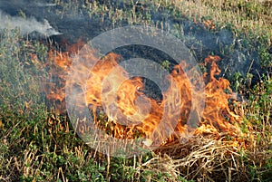 Fire in the dry grass field