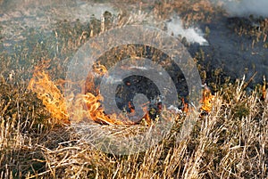Fire in the dry grass field