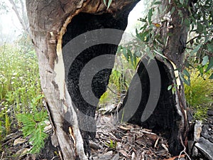 After the fire: eucalyptus regrowth charred trunk