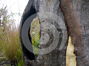 After the fire: eucalyptus regrowth charred trunk and epacris flower