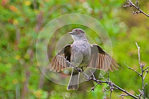 Fire-eyed deacon landing in Los Glaciares National Park in Argentina photo