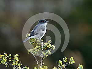 fire eyed diucon perched on a bush