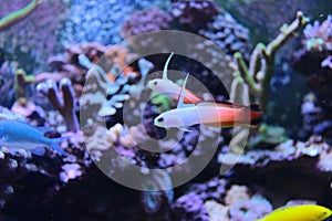 Fire fish goby in marine aquarium tank