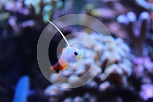 Fire fish goby in marine aquarium tank