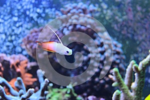 Fire fish goby in marine aquarium tank