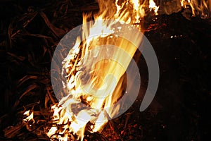 Fire, flames on a black background, fire texture photo