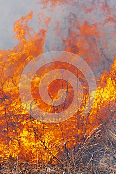 Fire flames burning dry grass in farming field. Motion blur from fire and high temperature. Close-up view of natural