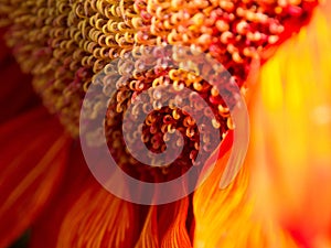 Fire Flower Close Up
