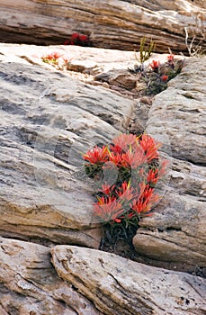 Fire Flower in Crevace