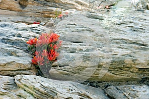 Fire Flower out of the Rocks