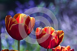 Fire flower - red orange tulip flowers in bloom with warm sunlight on fierce petals on blurred purple blue background