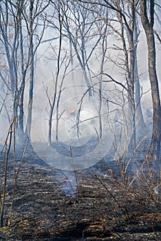 Fire in Forest 12