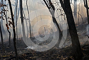 Fire in Forest 2