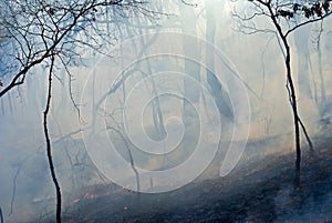 Fire in Forest 5