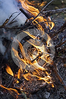 Inflaming the fire. Fire. The fire in the forest. Burning branches