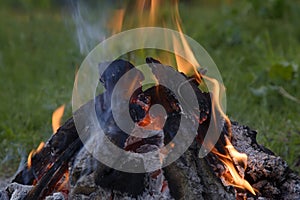 The fire in the forest