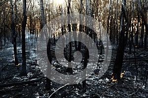Fire in the forest, environmental protection