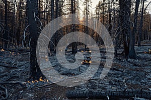 Fire in the forest, environmental protection