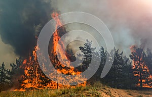 Fire in the forest a lot of smoke and fire