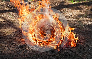 Fire in a forest made by someone. Flame for picnic time in spring