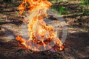 Fire in a forest made by someone. Flame for picnic time in spring