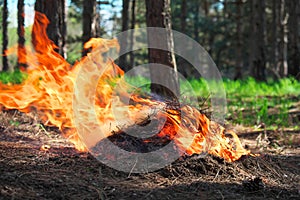 Fire in a forest made by someone. Flame for picnic time in spring