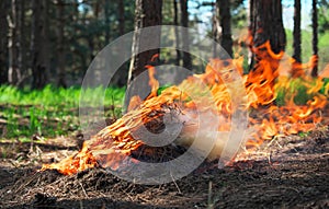 Fire in a forest made by someone. Flame for picnic time in spring