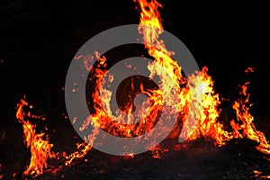 Fire, Forest fire at night, Fire burning hay Selective focus