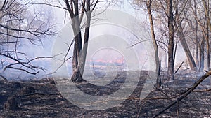 Fire in the Forest. Smoky Woods and Burned Trees and Grass on the Ground