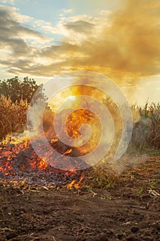 Fire in the garden, weeds are burned after harvesting
