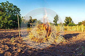 Fire in the garden weeds are burned after harvesting