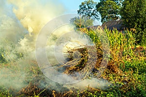 Fire in the garden, weeds are burning after harvest. Garden maintenance in late summer or autumn