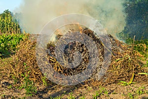 Fire in the garden, weeds are burning after harvest. Garden maintenance in late summer or autumn