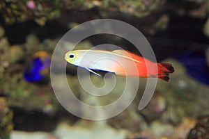 Fire goby