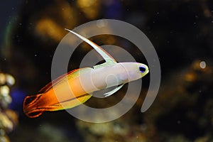 Fire Goby Fish