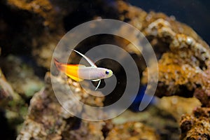 Fire Goby fish in aquarium