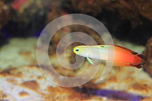 Fire goby