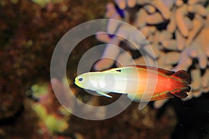Fire goby