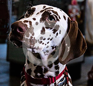 Fire house dog in training