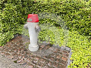 Fire hydrant in the park