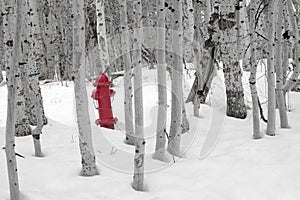 Fire Hydrant in Snow
